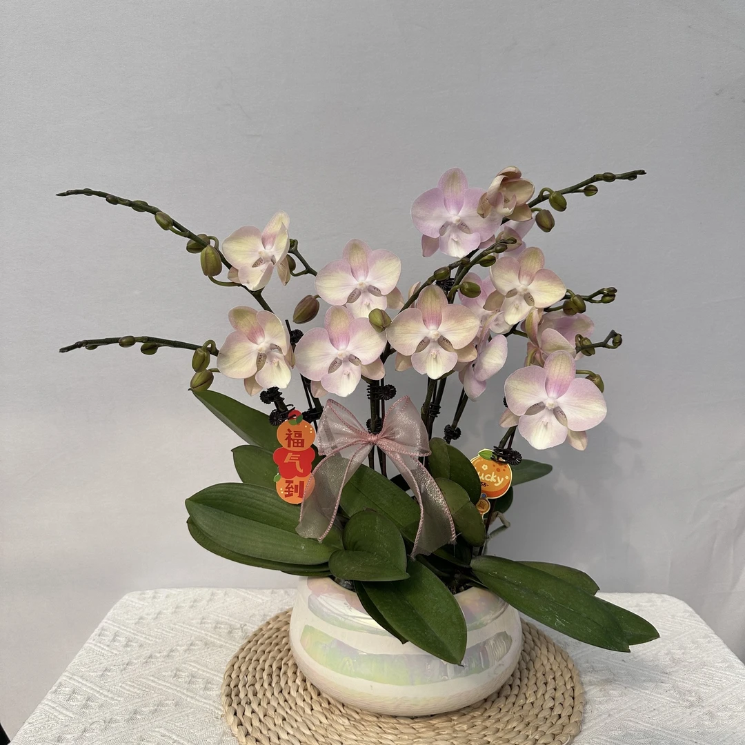 蝴蝶兰【威尼斯】 稀有色系植株室内礼品花高端绿植花卉小众品种