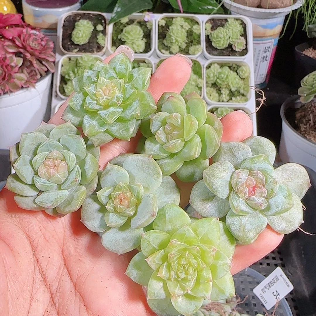 0705---56糖心珍妮