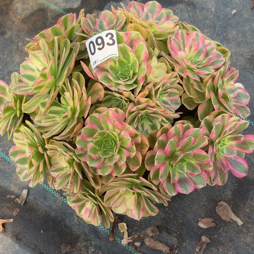 093雨河多肉植物32486