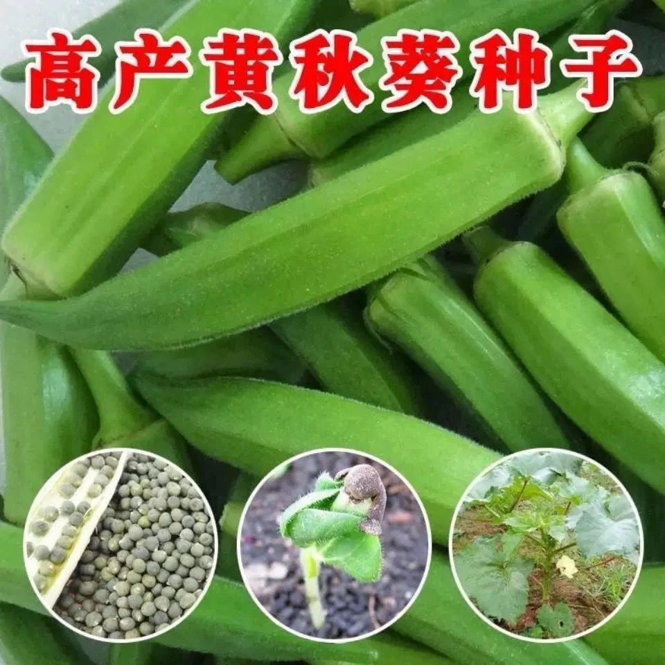 P158黄秋葵种子高产易植 四季播种高产 耐热阳台盆栽