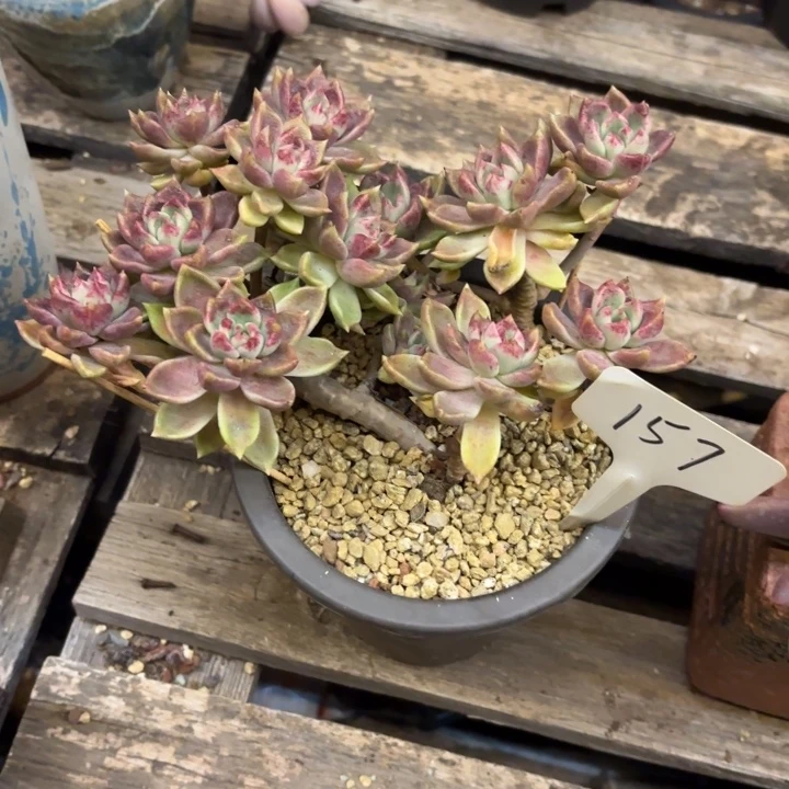 多肉植物，璀璨157号