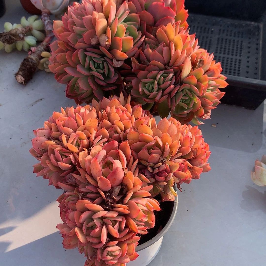 绮罗缀化多肉两颗