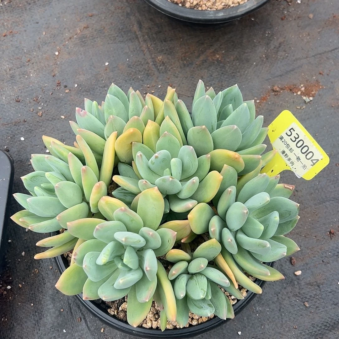 530004 完美手捧海洋之星