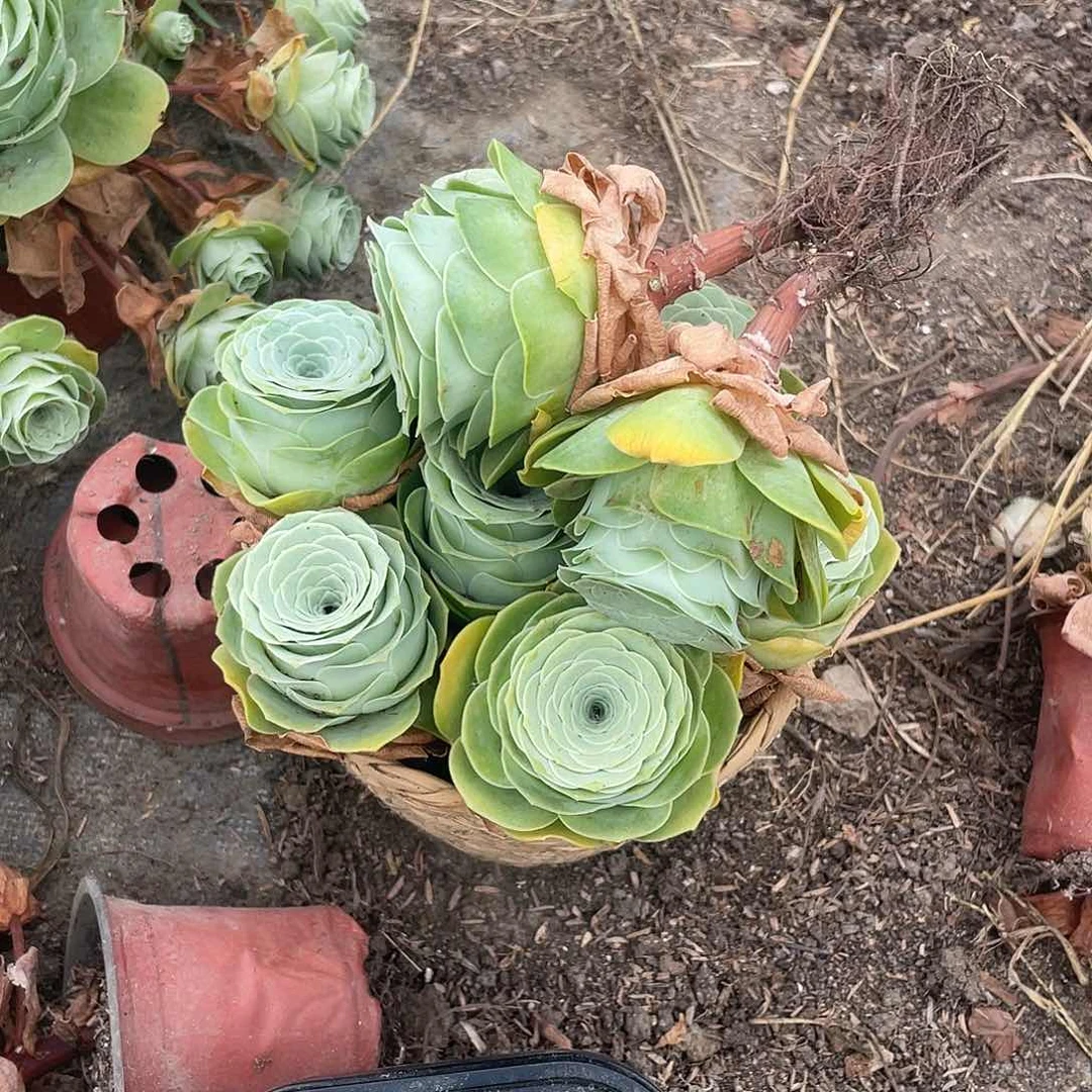 山地玫瑰9颗粉单头量拍不售后