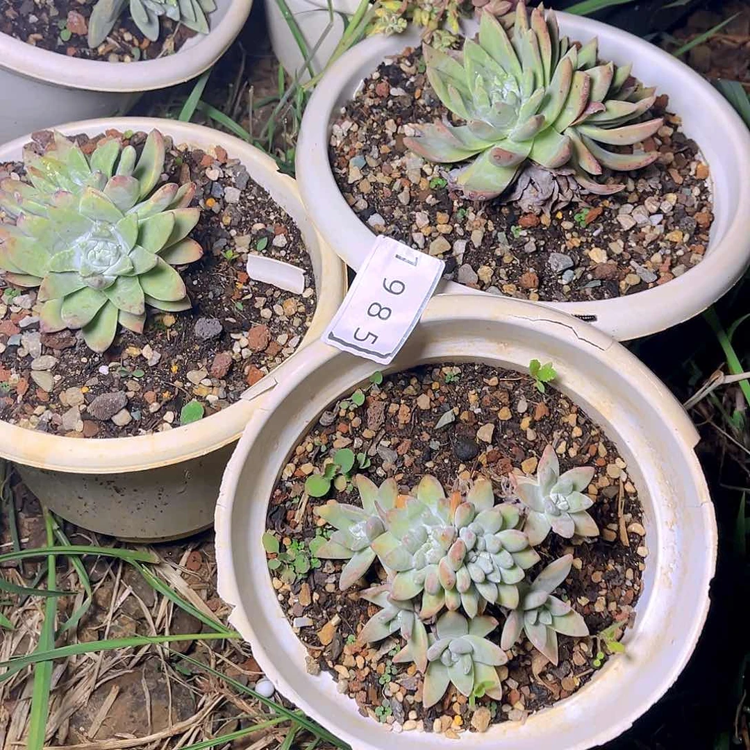 特价不售后三颗1985