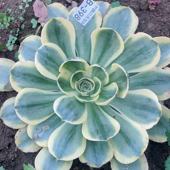 398香白多肉12345678