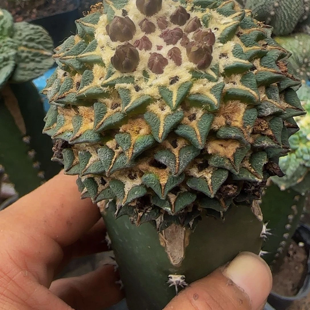 馒头姬766仙人球开花