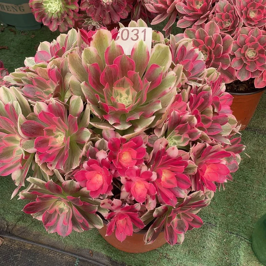 031.男神多肉植物