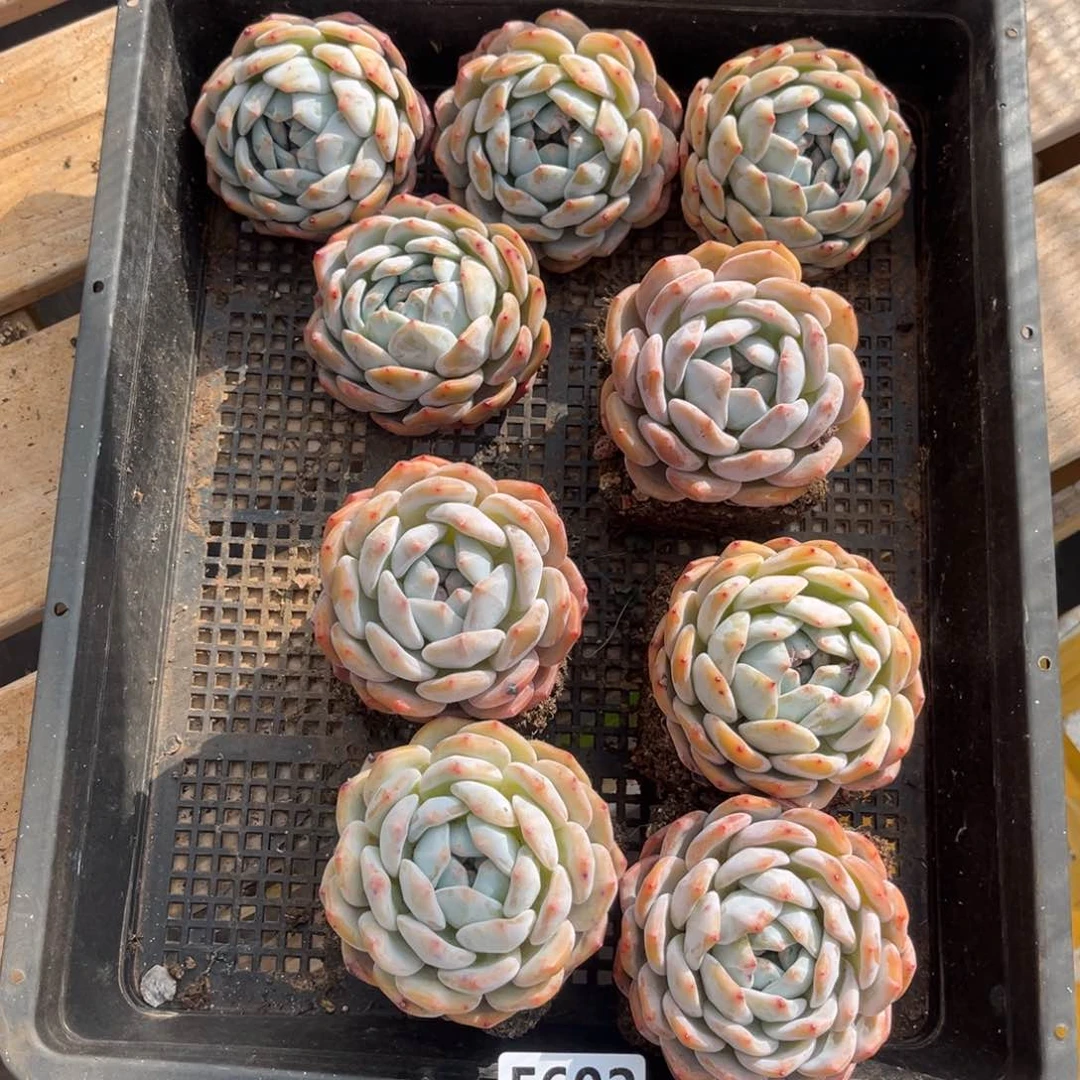 602号新疆西藏内蒙古不包邮