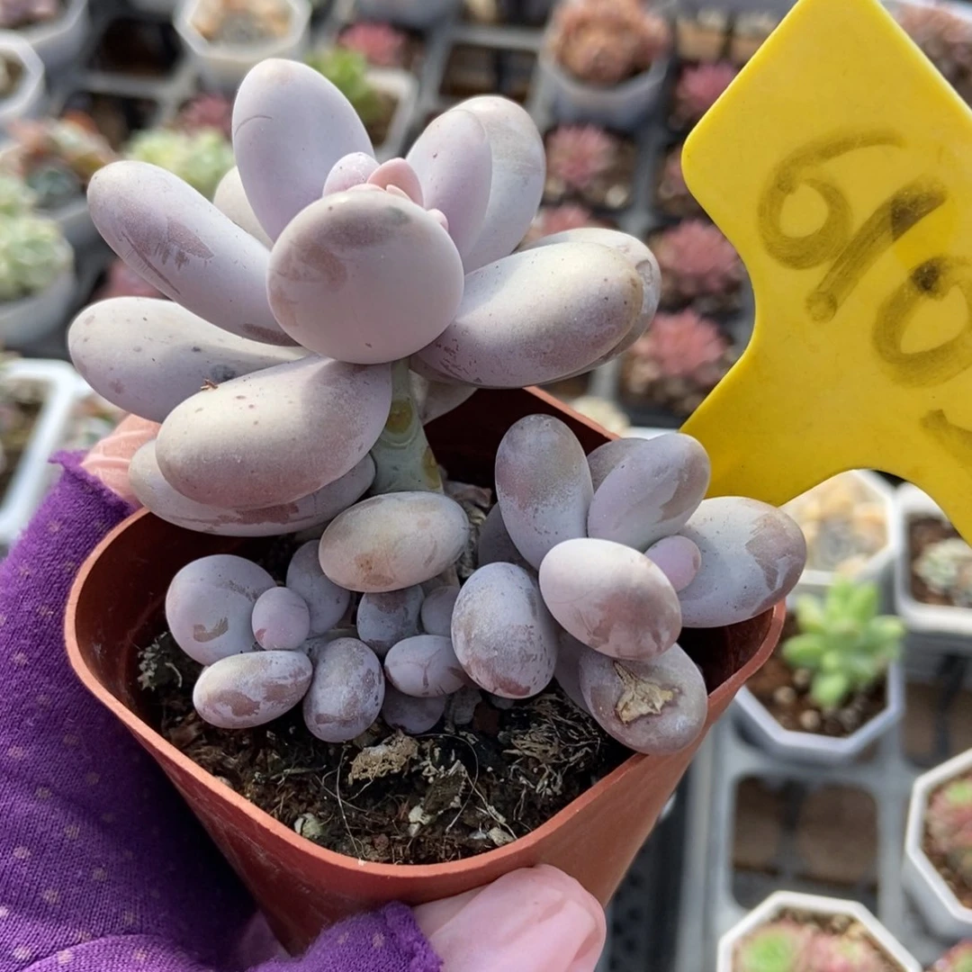 6103奶酪多肉植物保护