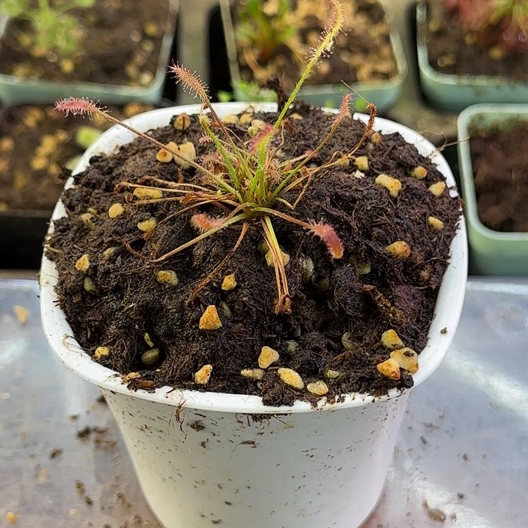 完全开放艳红茅膏菜