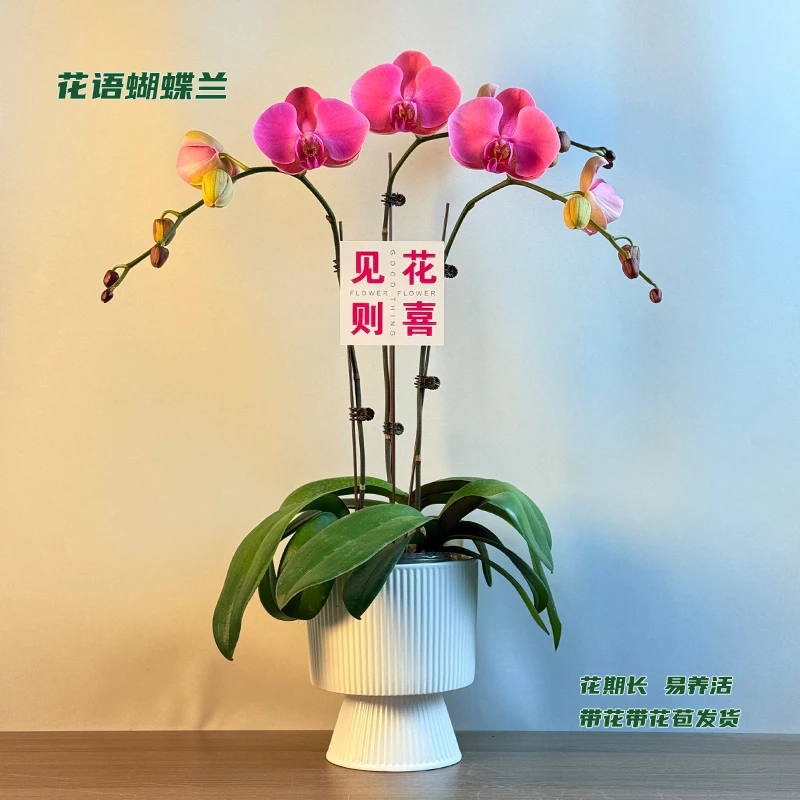 蝴蝶兰【香橙美人】 带花带花苞发货 室内客厅阳台花卉 好养易活