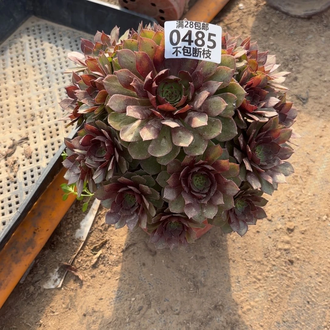 X. 485红魔多肉122333