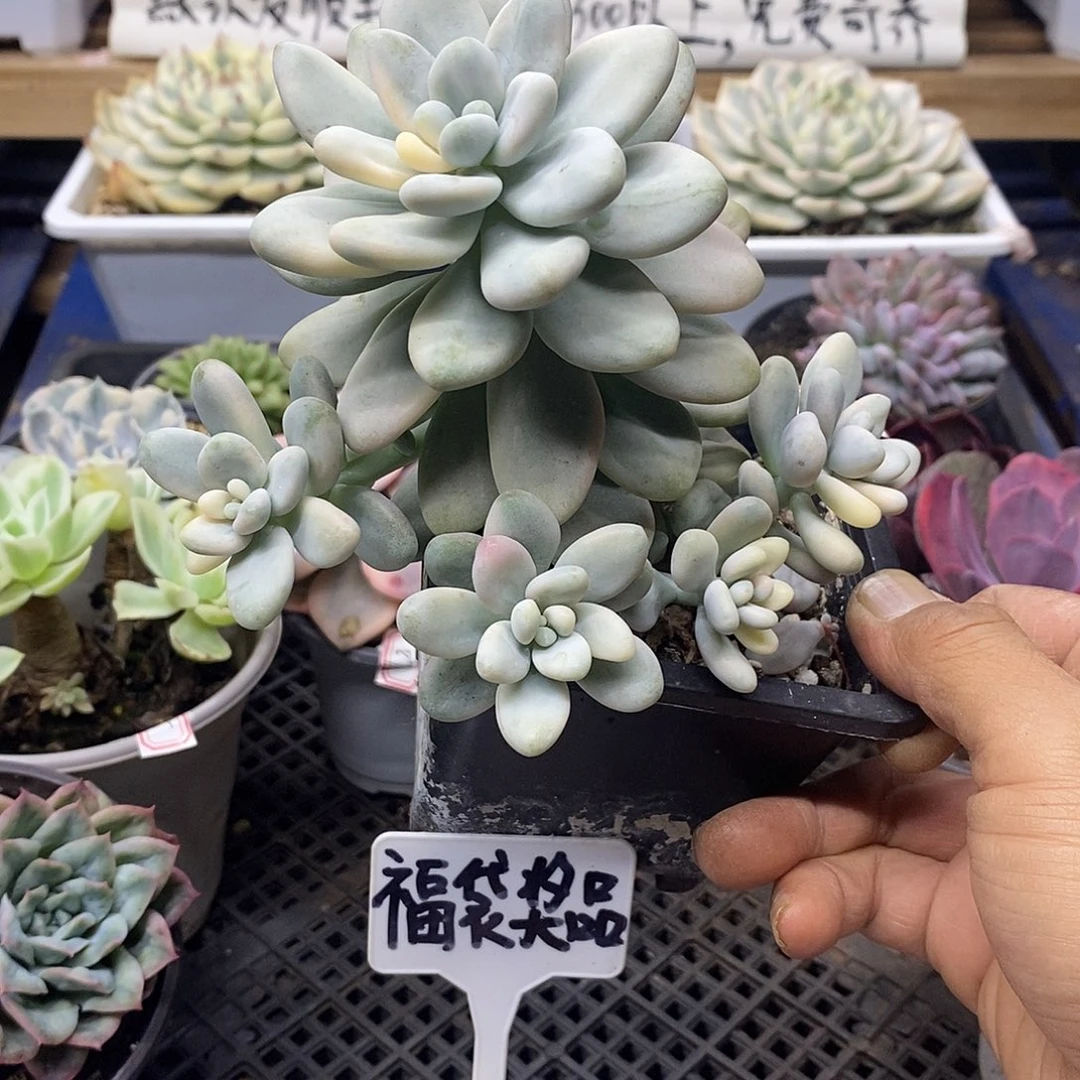 1588 香水洛神锦自然群