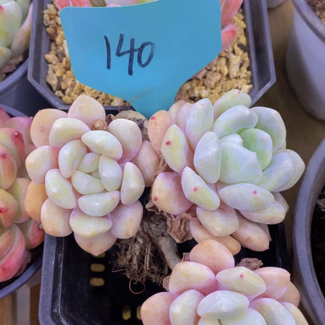 跨年夜，福利专场，一单就包邮，感谢大家