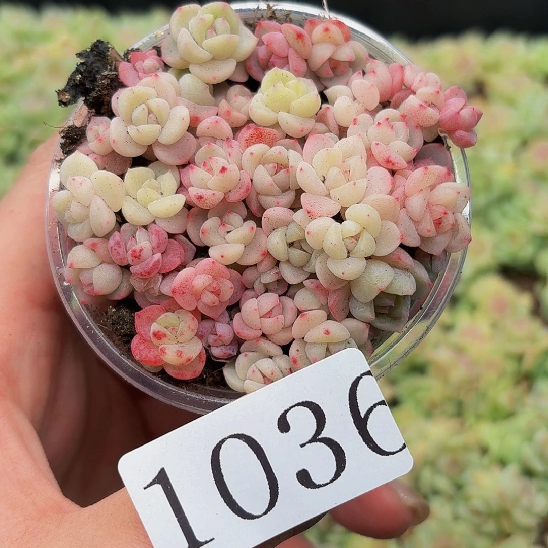 铁**妹多肉植物多肉植物1036