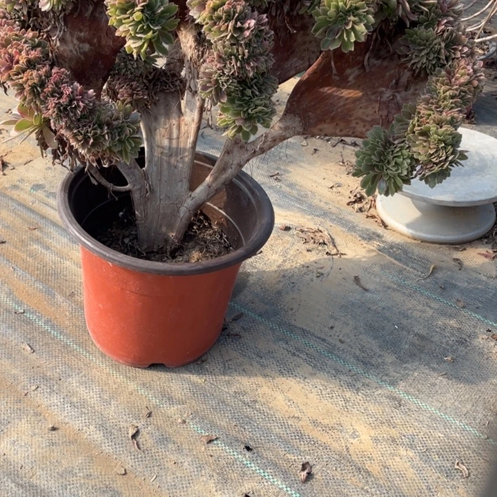 45娜迦女王缀的多肉植物