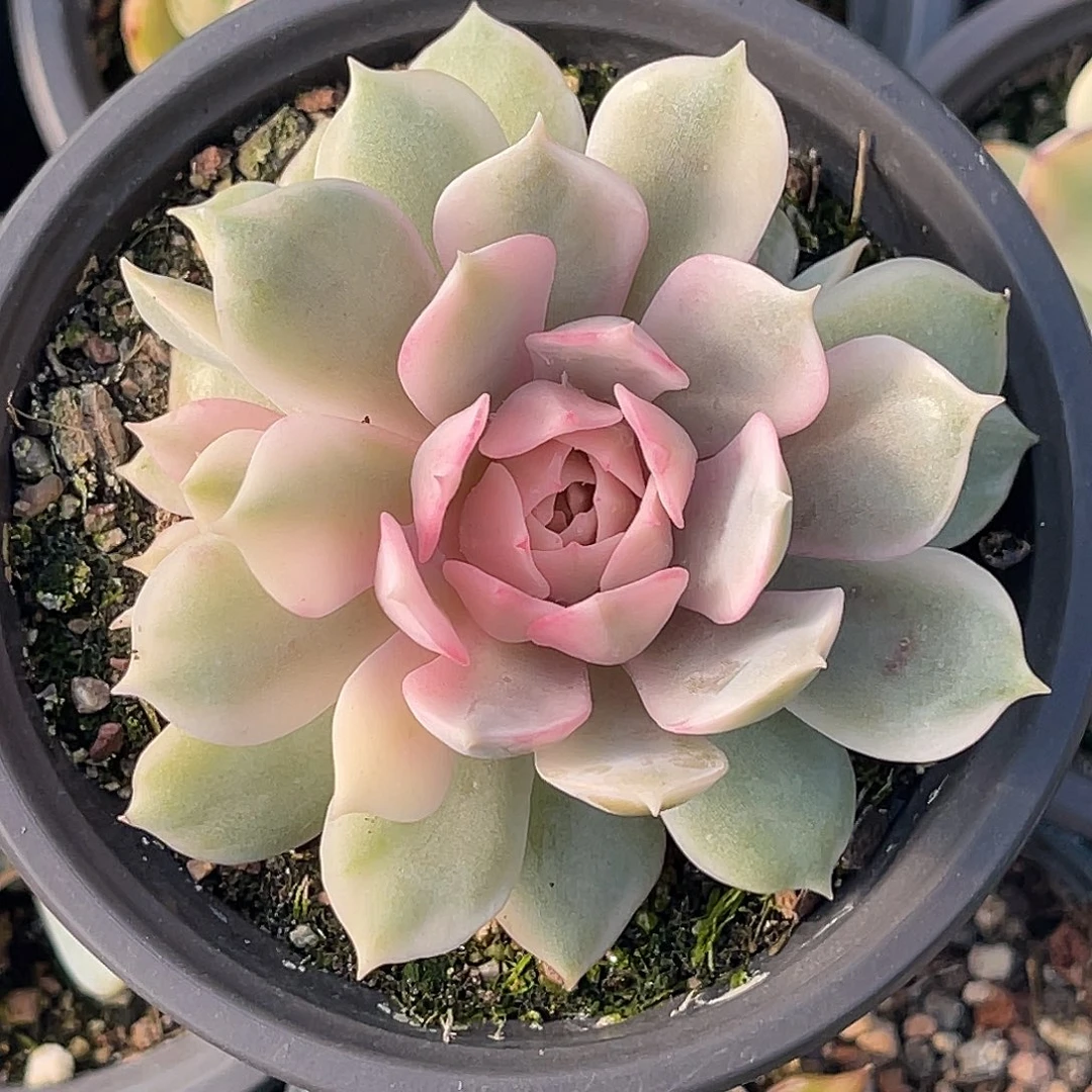 尚品园艺福利粉蝶锦自然群