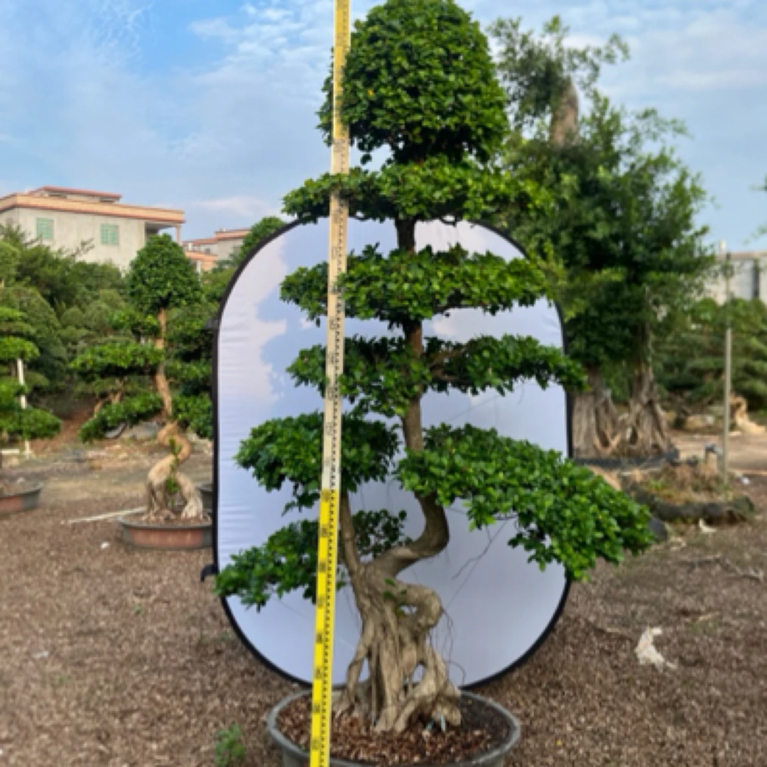 金钱榕大绿植盆栽四季常青金钱树室内客厅观叶植物开业庆典包邮