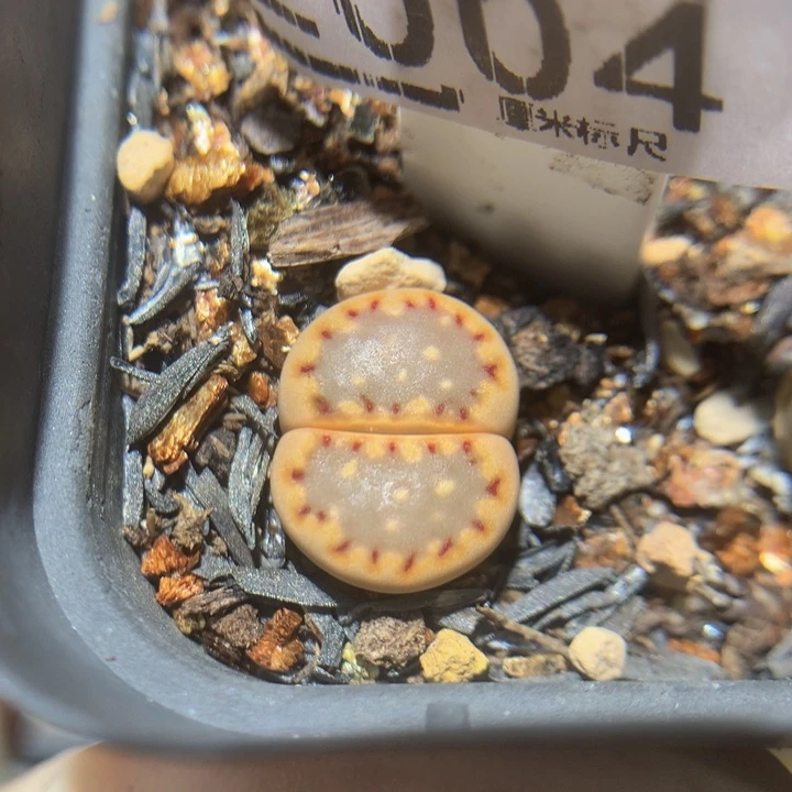 儿童节快乐生石花花2004