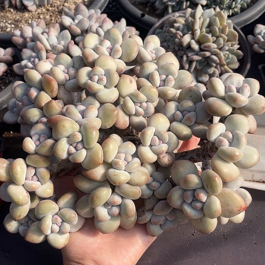 香水老桩大群 脱土