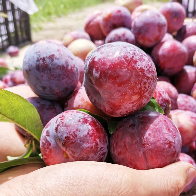 安格诺李子大果黑红李子脆李硬果甜脆微酸新品种黑布林5-9斤