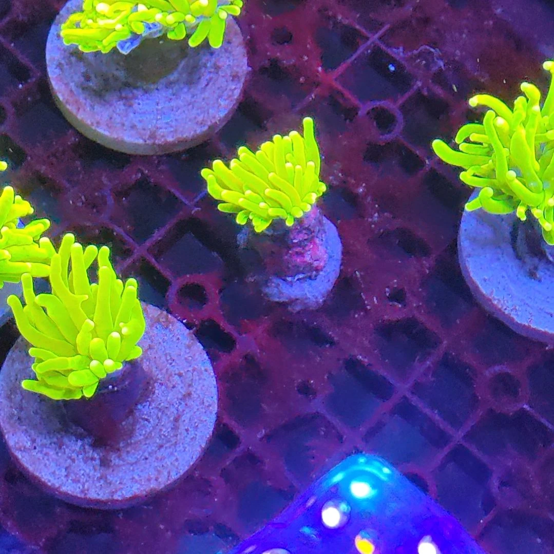 智海海洋珊瑚馆 竞拍链接