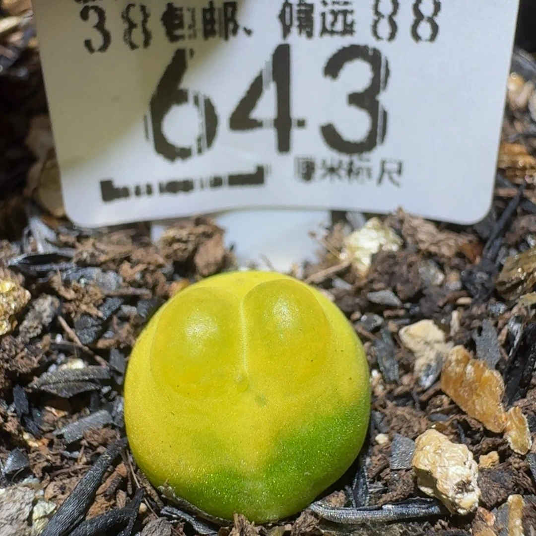 Ssss精品生石花643