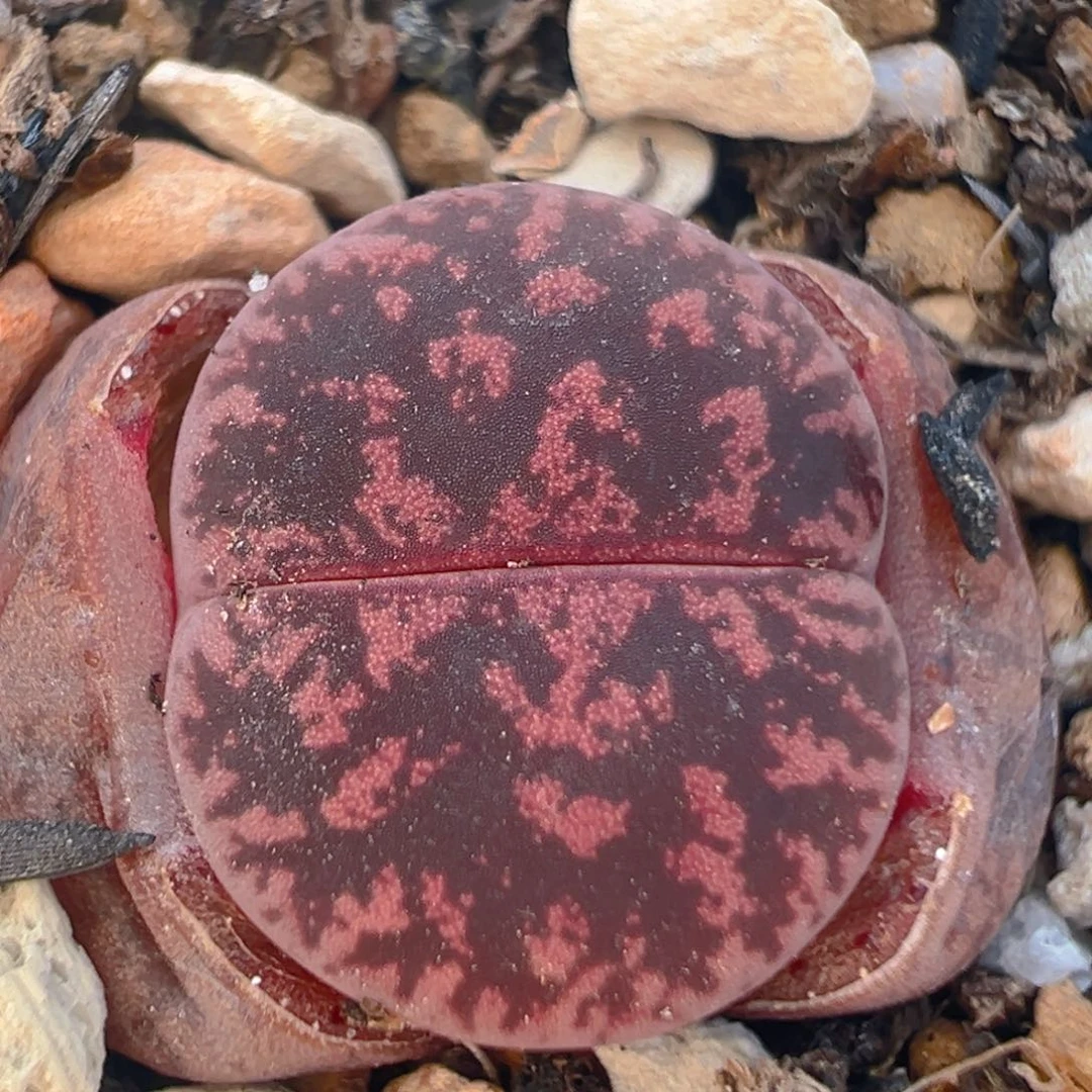 55多肉植物百科知识