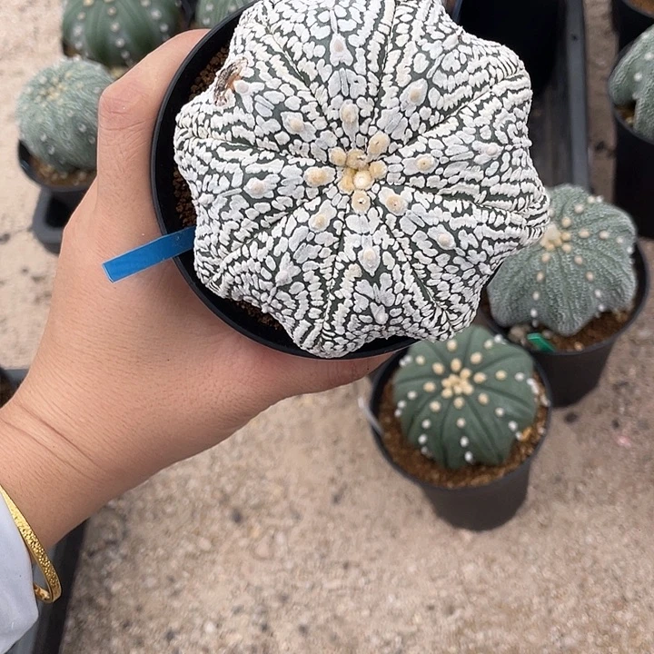 海星超兜瑕疵特价秒