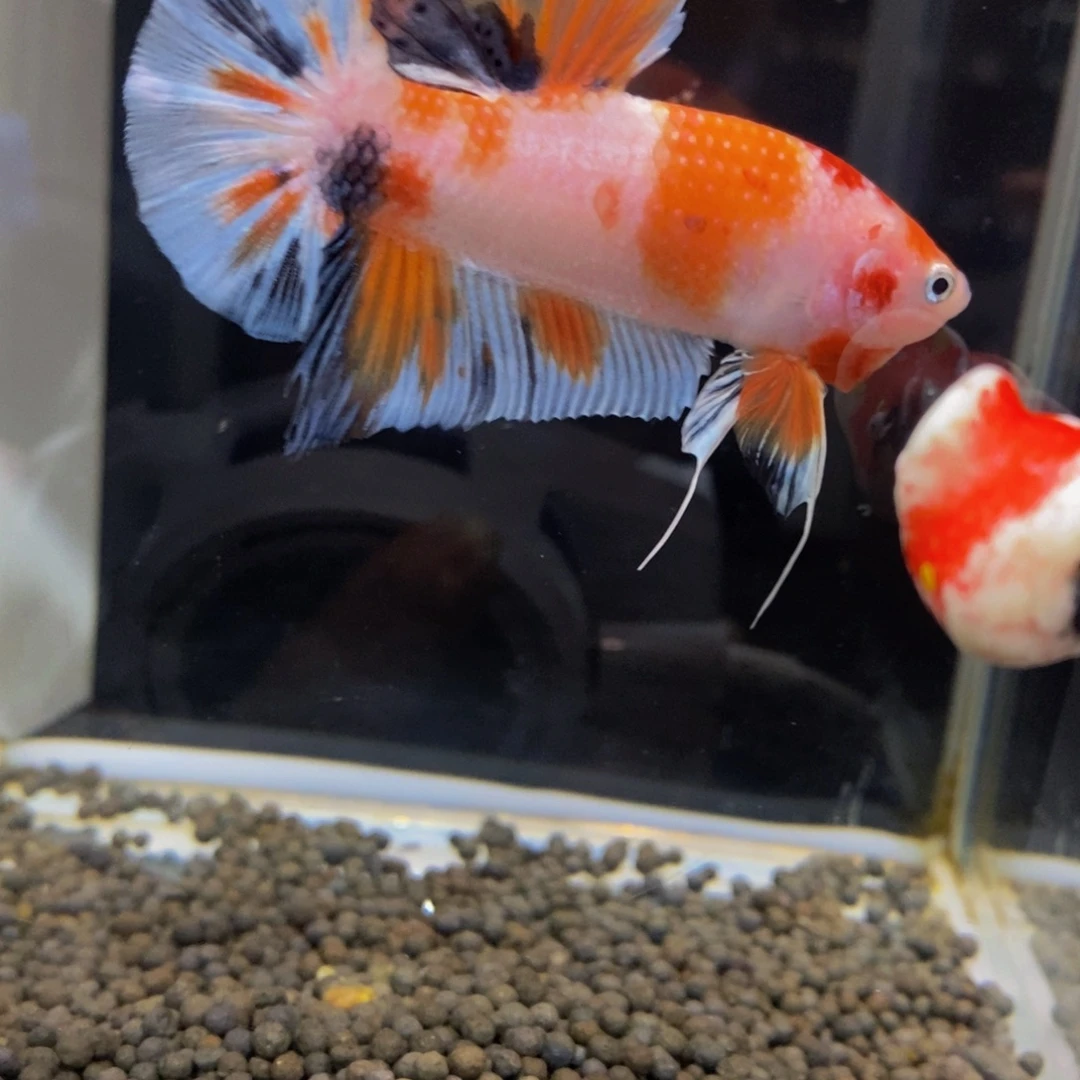 斗鱼373巨斗11111