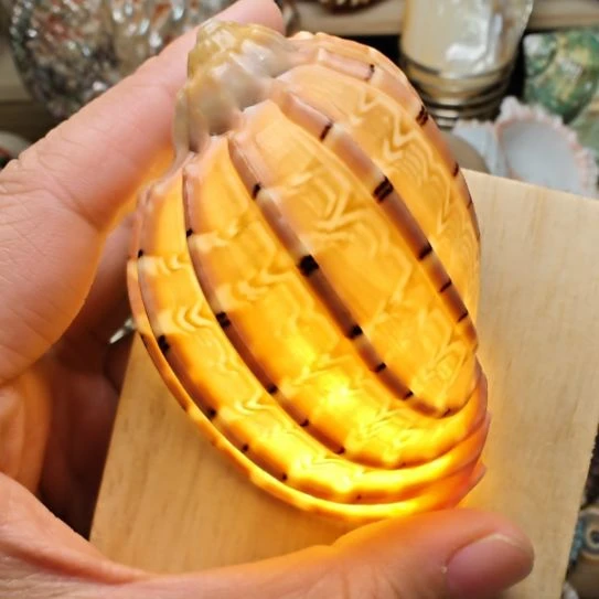 石材天然海螺贝壳