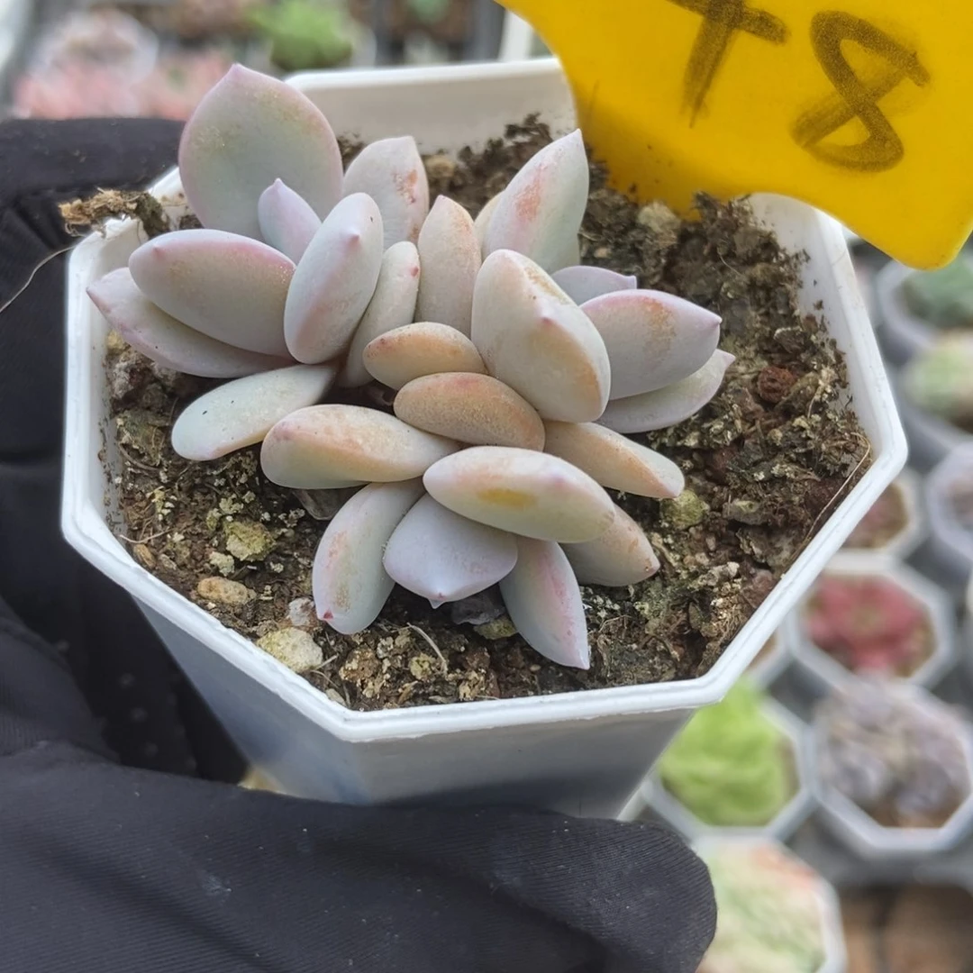 548奶茶多肉植物保护