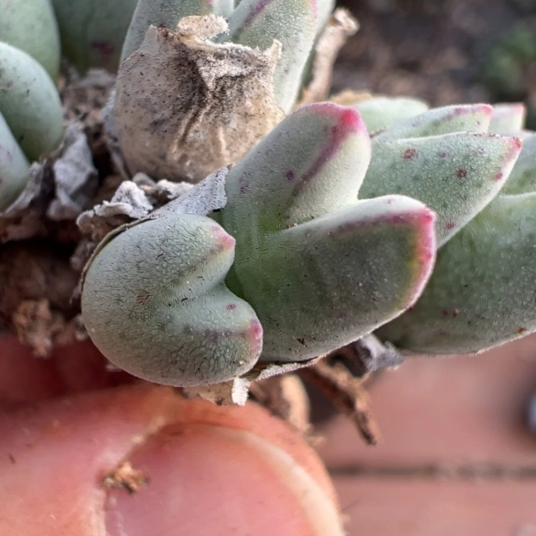 26-09 985猪蹄多肉植物