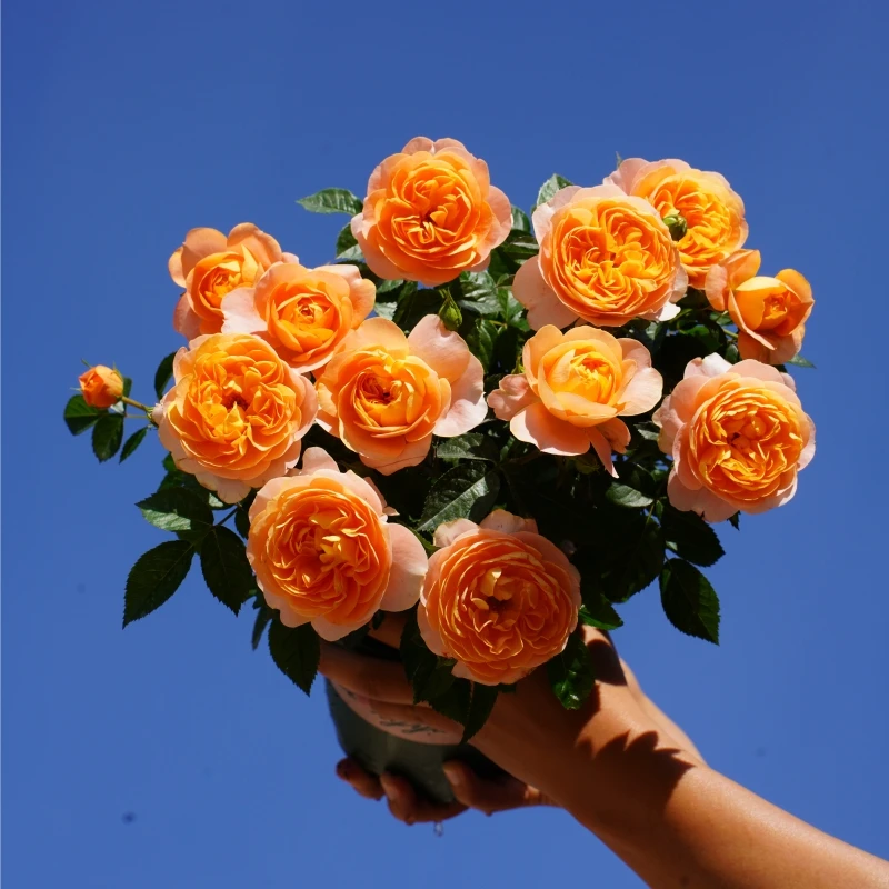 果汁阳台  橙色丛生正宗月季花盆栽室内外新手易养护爆花切花玫瑰