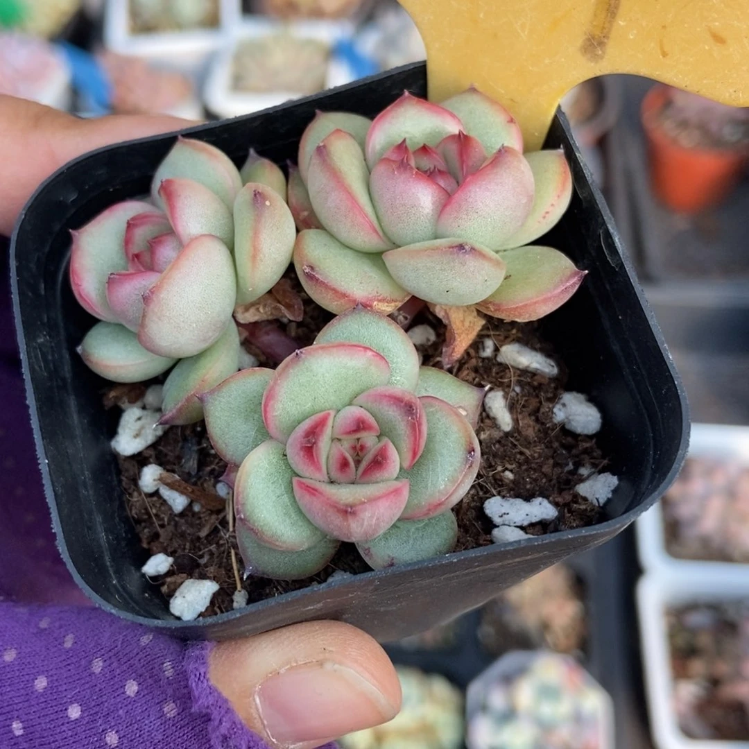 2109万宝龙多肉植物