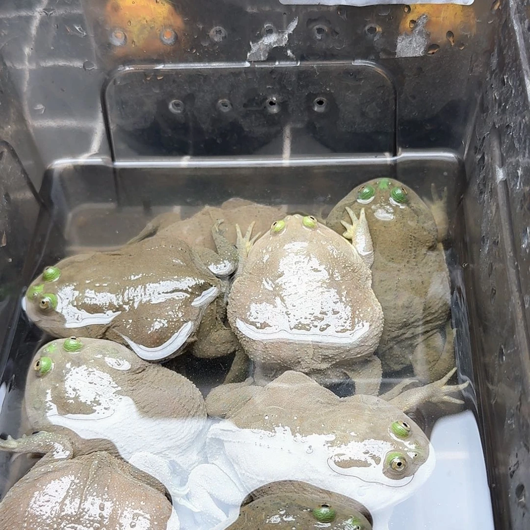 角蛙小丑蛙闪拍链接