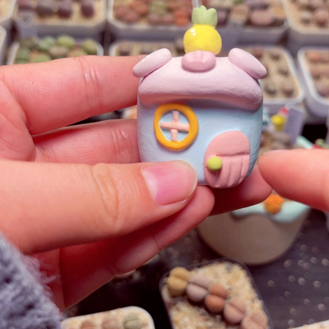 72号带盆盆包邮发货