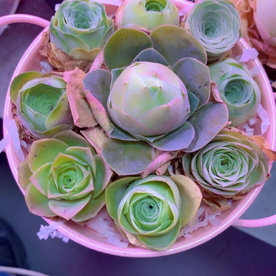 山地玫瑰新粉福利一物一拍001带蓝发货