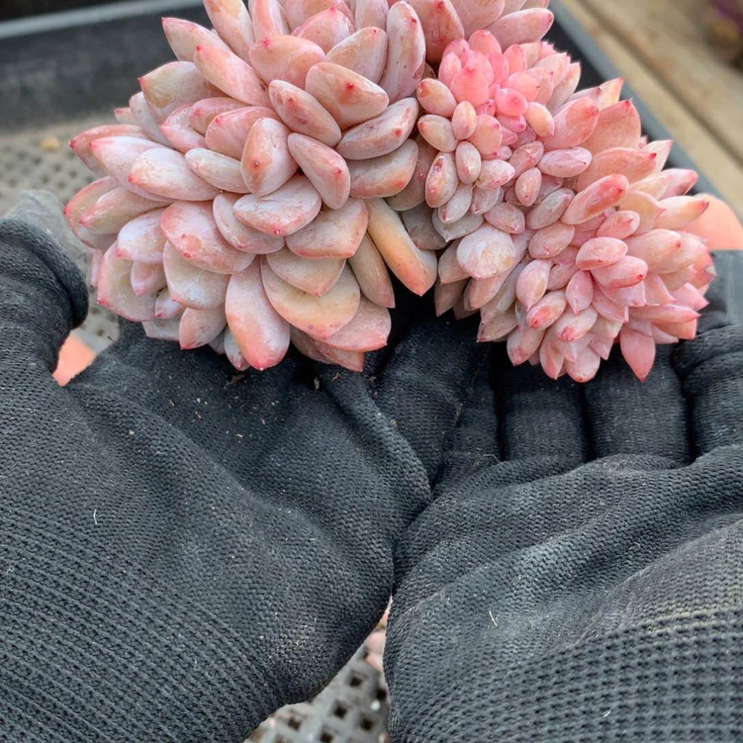 A631售后范围：签收起7天内，录开箱视频