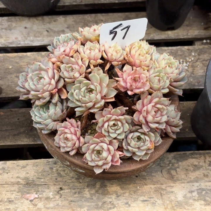 多肉植物，笨吧蒂斯57号