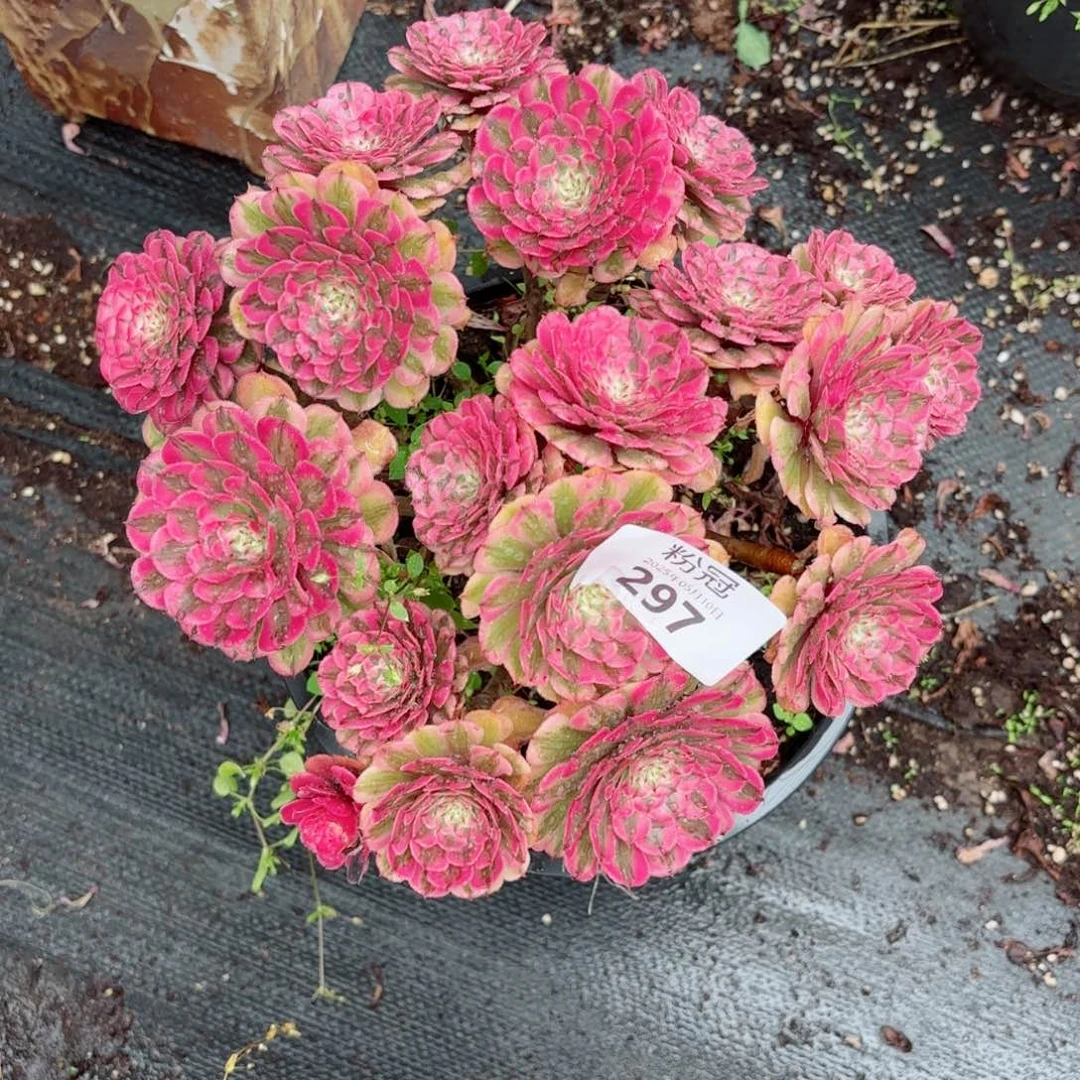 297 多肉植物法师锦