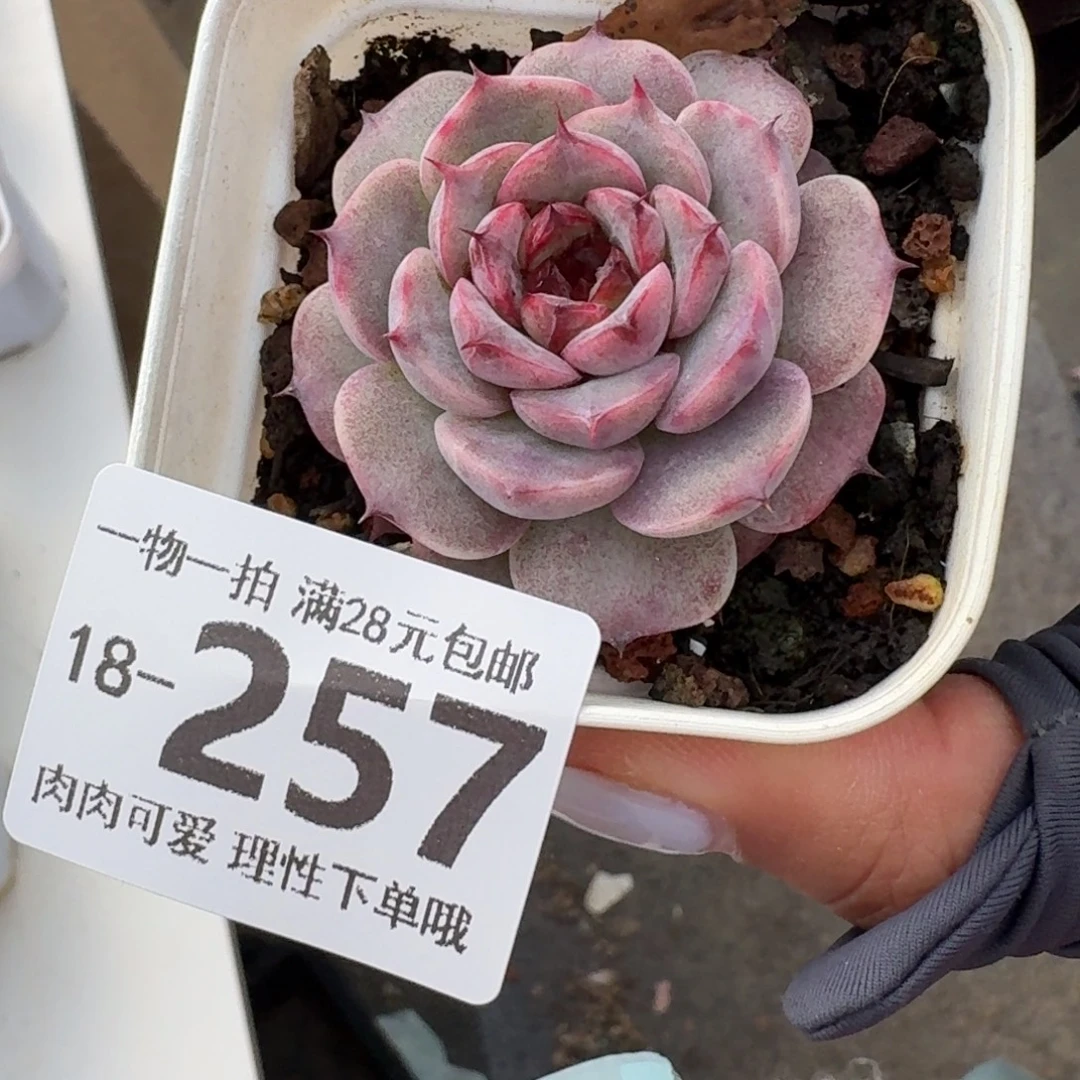 天鹅绒无盆土发货无