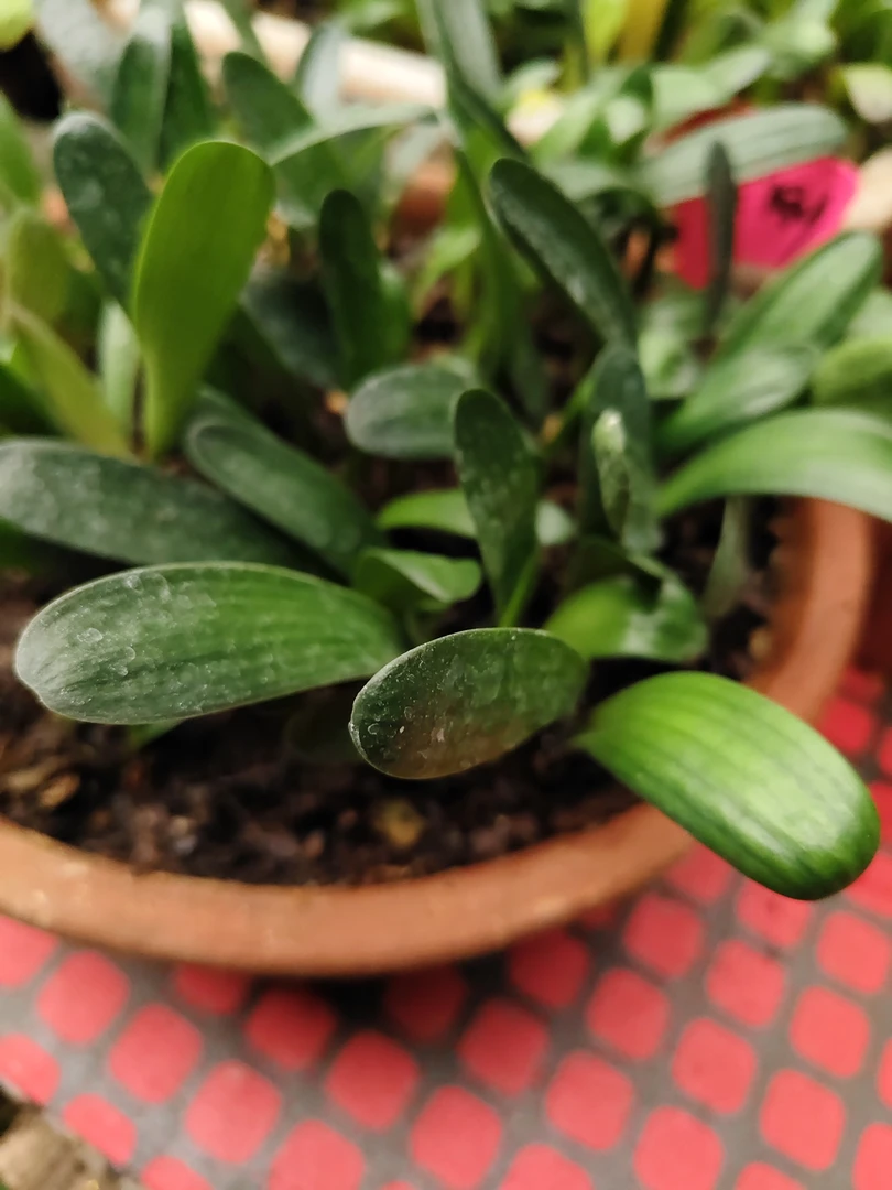 君子当，红花苗，黑金刚苗，比利红苗，2至三片叶