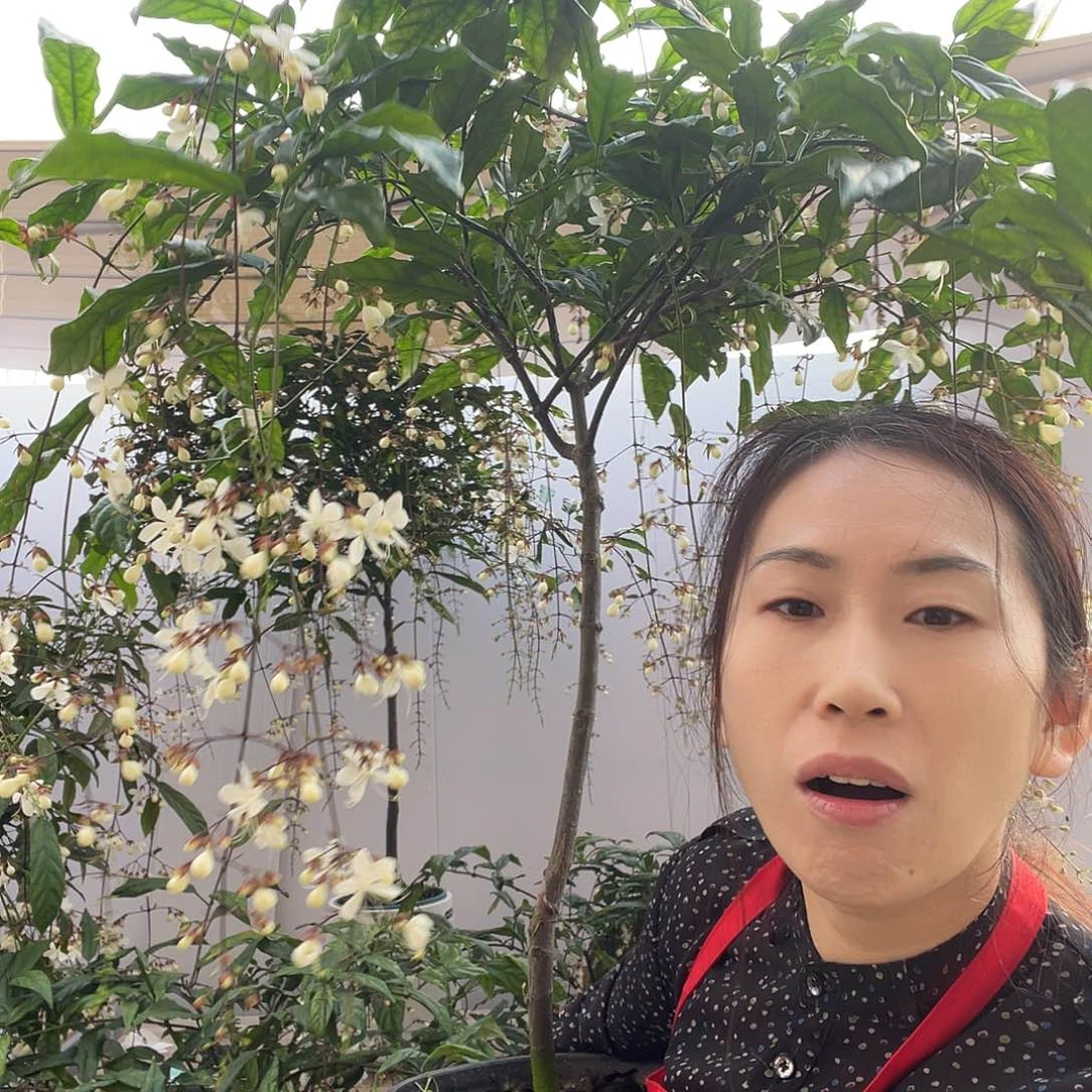 无花朵大颗垂丝茉莉一盆