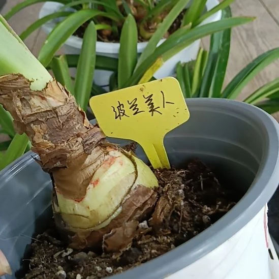 无花朵波兰美人6+残次