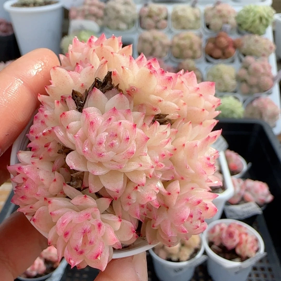 【闪购商品】0118-74福利樱花麦杆