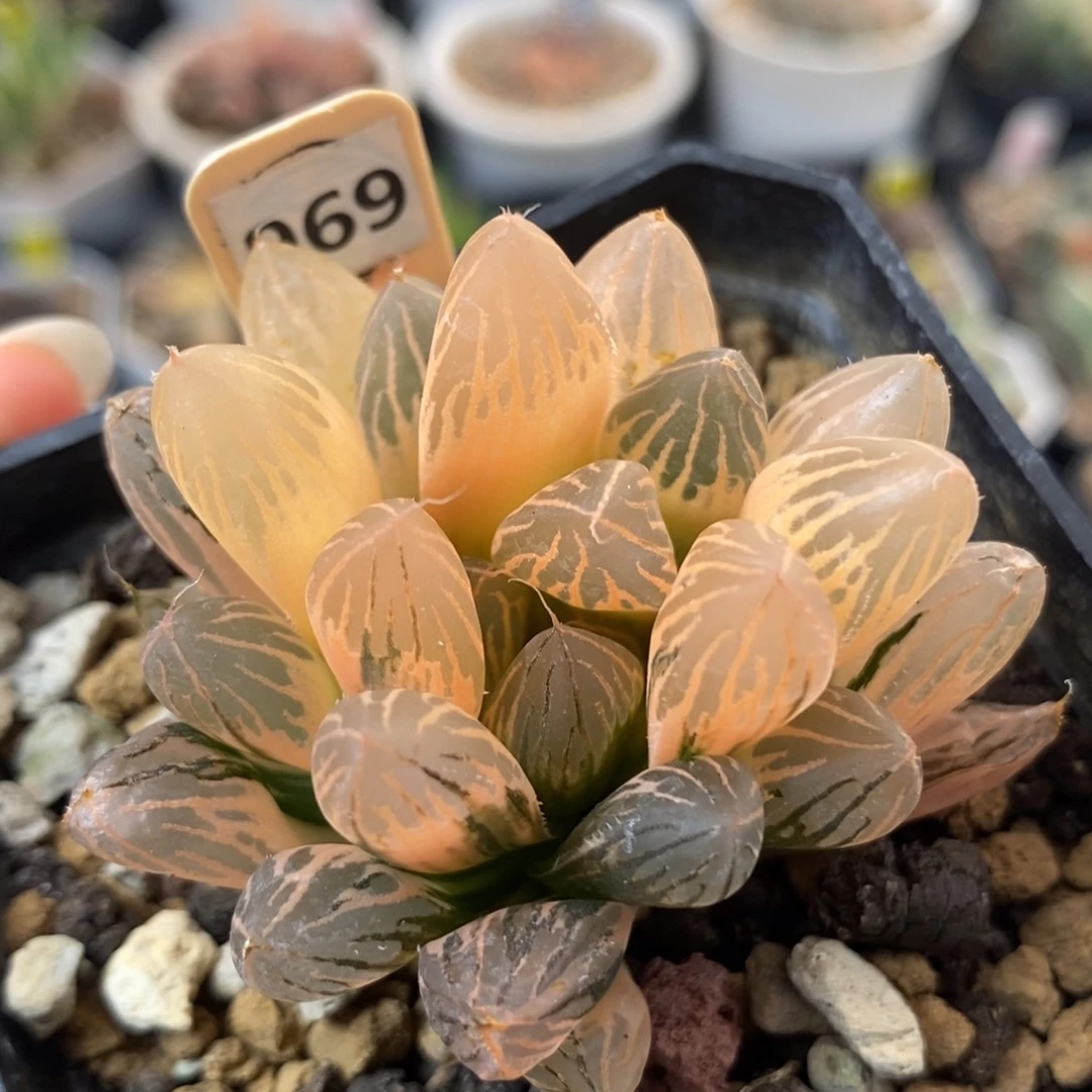 969胭脂玉露锦一物一拍