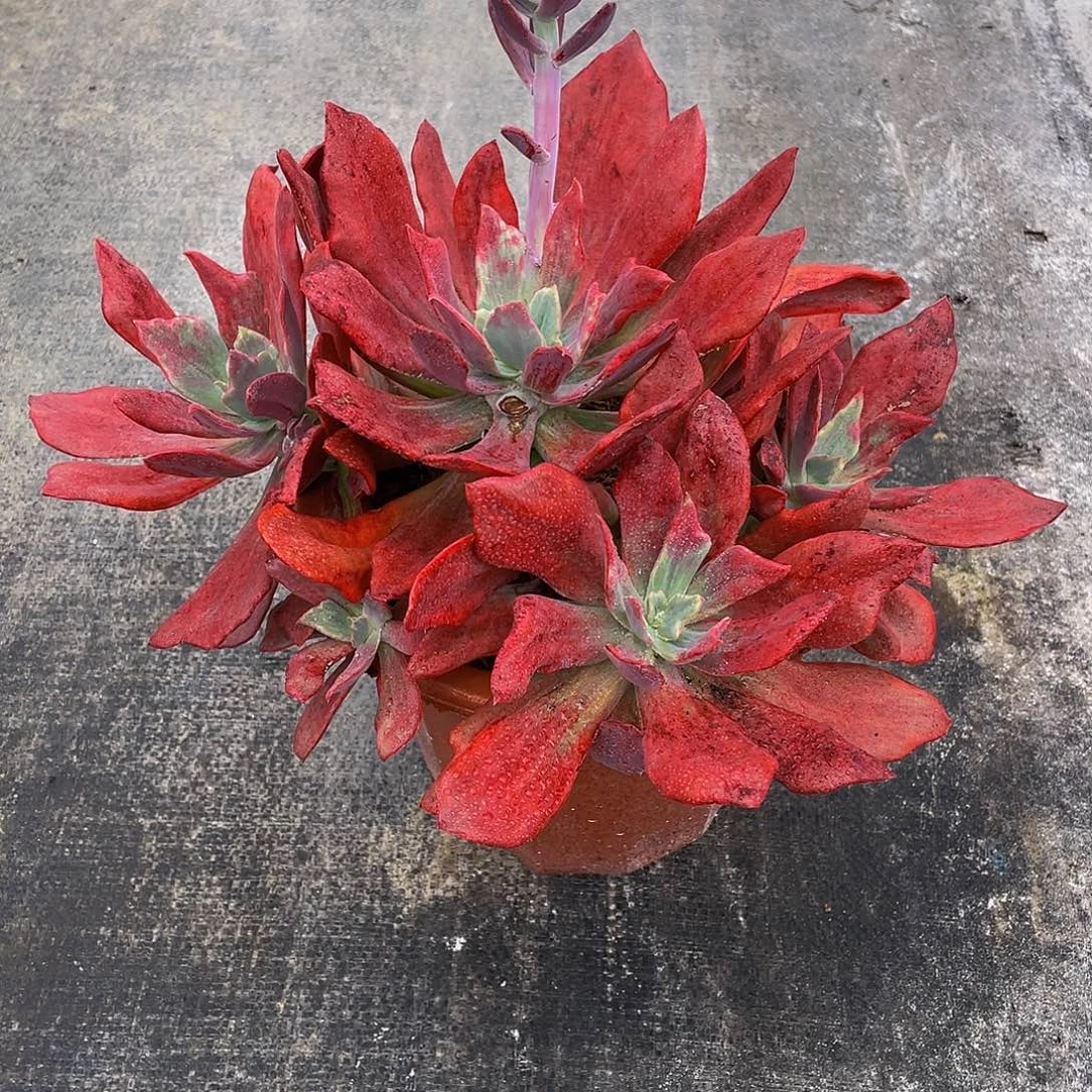 钻石锦多肉植物群4044