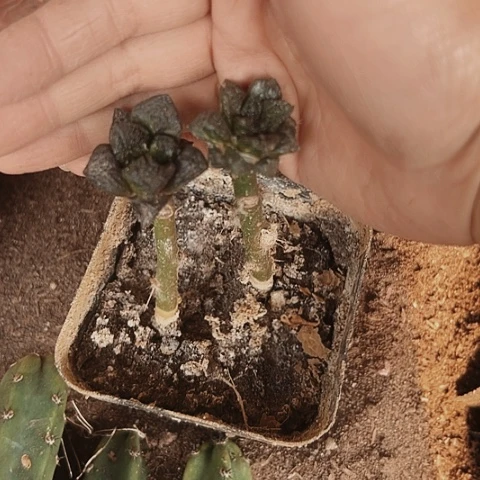 1272处理仙人球两个